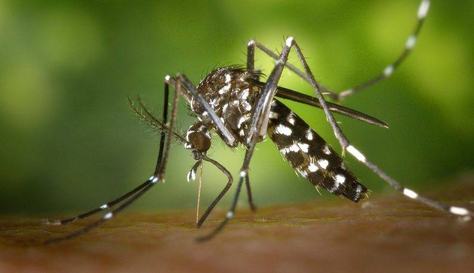 170508_aedes_dstq-794x458.jpg