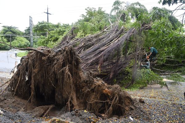 Chuvas causam quedas de árvores em JP