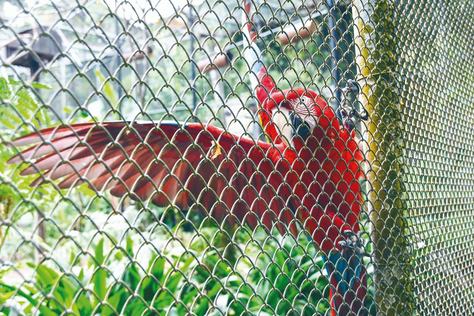 2024-11-06_aves-apreendidas-c-roberto-guedes-54.jpg