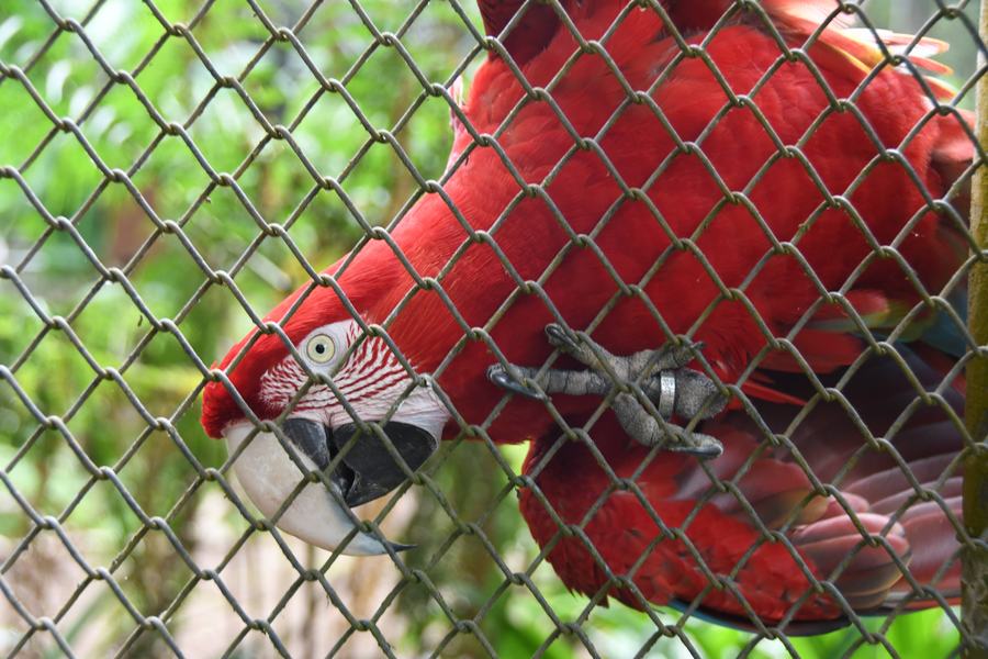 2024-11-06_aves-apreendidas-c-roberto-guedes-58.jpg