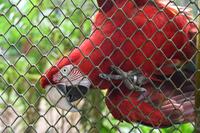 2024-11-06_aves-apreendidas-c-roberto-guedes-58.jpg