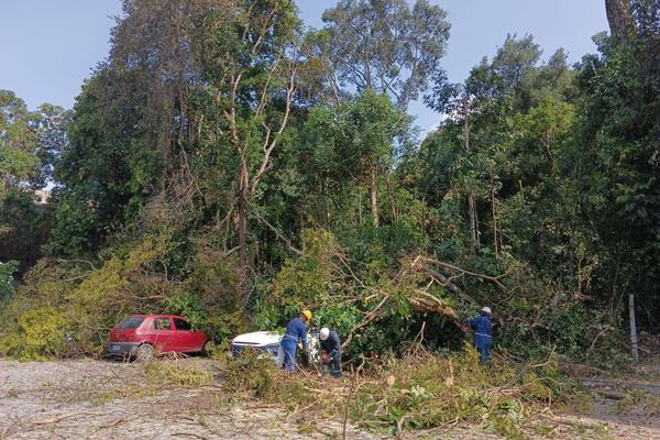 Queda de grande árvore danifica três carros em campus de João Pessoa
