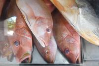 2025-04-11_venda-de-peixes-c-roberto-guedes-61.jpg