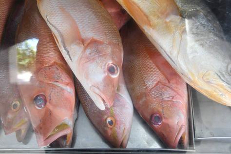 2025-04-11_venda-de-peixes-c-roberto-guedes-61.jpg