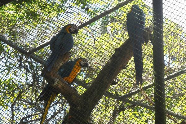 Após furto de aves, Semam toma medidas e convoca a população