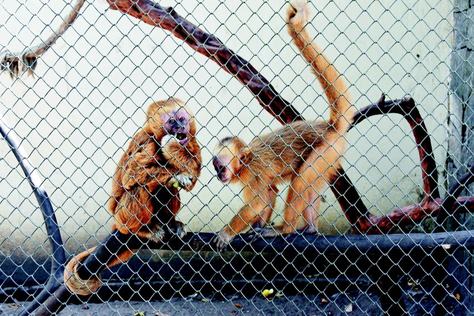 2025-05-02-animais-resgatados-bica_macaco-prego-galego-c-joao-pedrosa-32.jpg