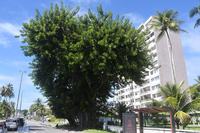 2025-07-29_arvores-centenarias_gameleira-c-roberto-guedes-2.jpg