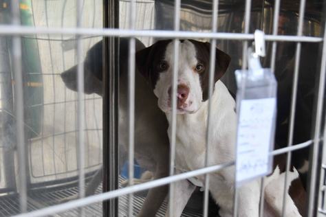 2025-07-30_hospital-pet-c-roberto-guedes-58.jpg