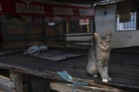 2025-10-07-abandono-de-animais-c-leonardo-ariel-16.jpg