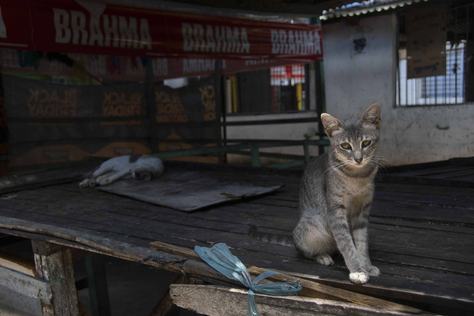 2025-10-07-abandono-de-animais-c-leonardo-ariel-16.jpg