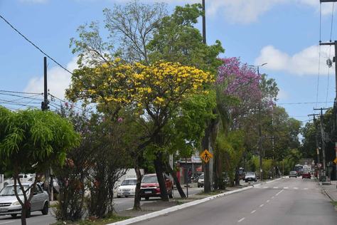 2025-11-04-floracao-ipe-rosa-c-leonardo-ariel-10.jpg