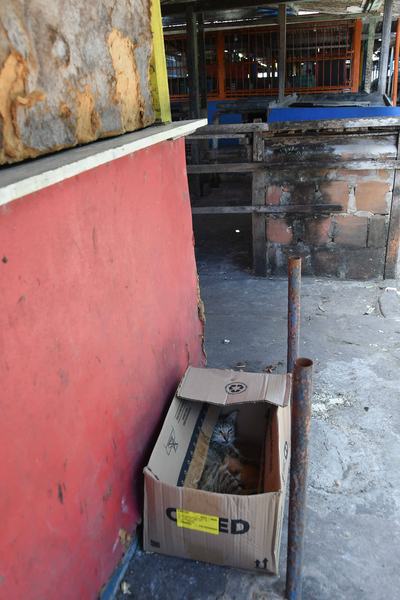 2025.10.07AbandonodeanimaisLeonardoAriel5.JPG
