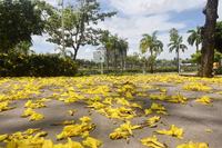 2026-01-19_florada-dos-ipes-c-roberto-guedes-112.jpg