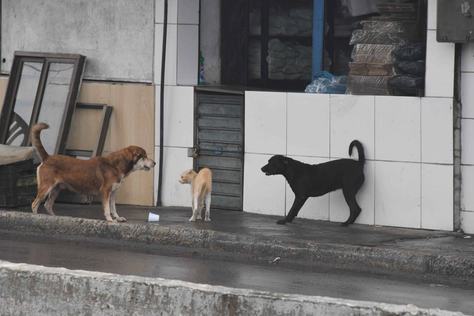 2026-01-28-maus-tratos-a-animais-c-roberto-guedes-17.jpg