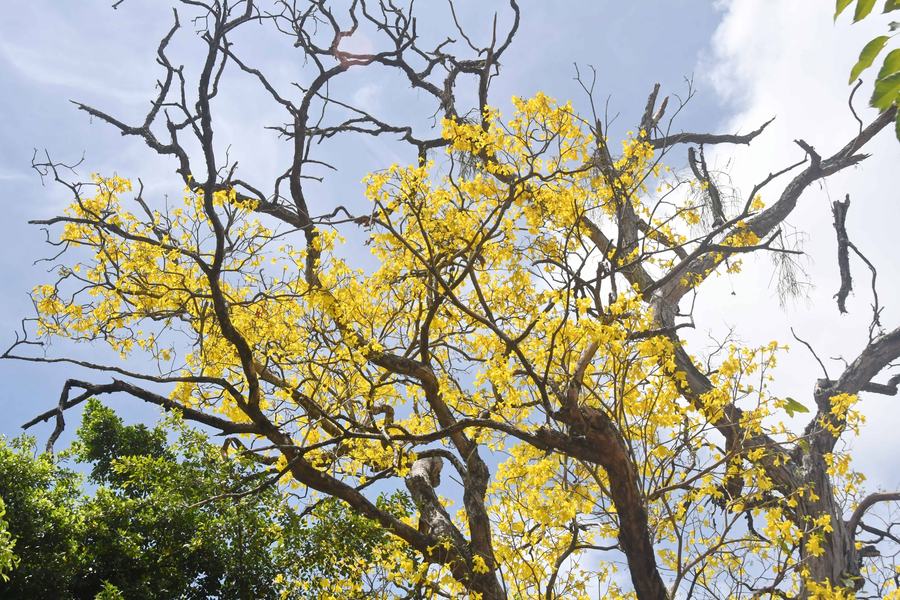 2026.01.19_floradadosipesRobertoGuedes33.JPG