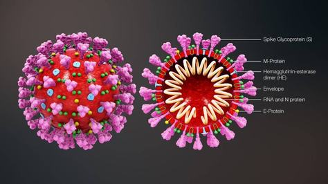 3d_medical_animation_coronavirus_structure.jpg
