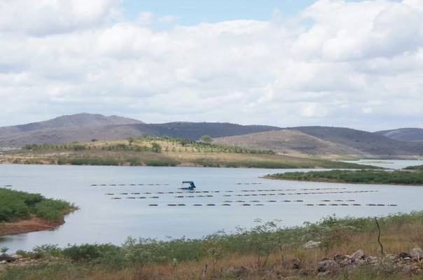 Piscicultores da Barragem Acauã comercializam 4t de peixe nesta semana