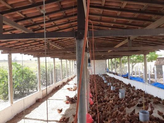 Produtor rural diversifica e expande produção com assistência da Empaer