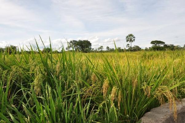 Produtores do Sertão comemoram colheita do arroz vermelho