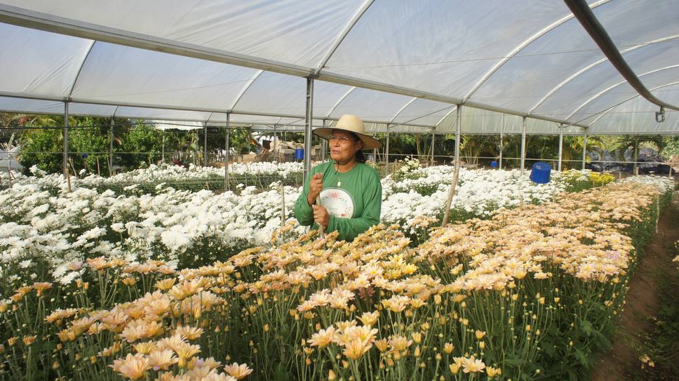 Flores2.JPG