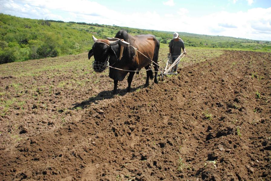 PlantaodeFeijoOrtiloAntonio01.JPG