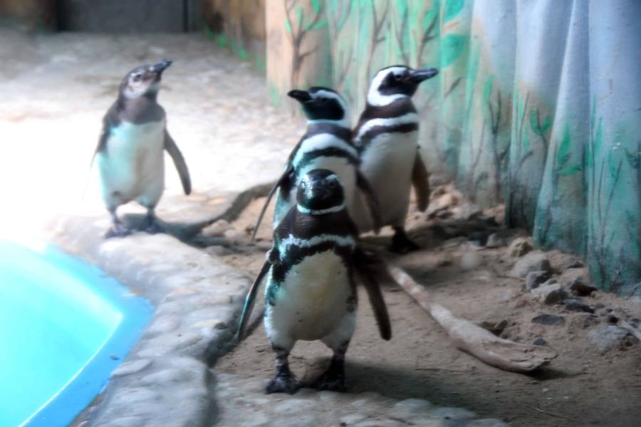 ReabilitaodeAnimais_F.Evandro43.JPG