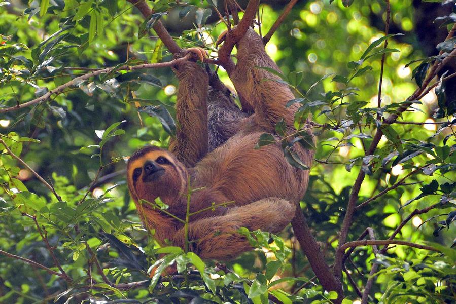 SEMAMA_BICA_ANIMAIS_SOLTOS_FOTO_KLEIDETEIXEIRA_46scaled.jpg