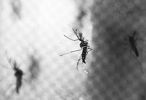 aedes-c-fabio-mota_estadao-conteudo_editada.jpg