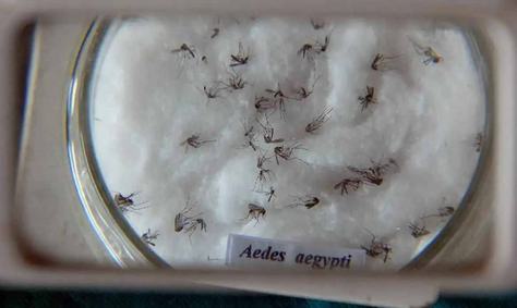aedes_aegypti-foto-agencia-brasil-arquivo.jpg