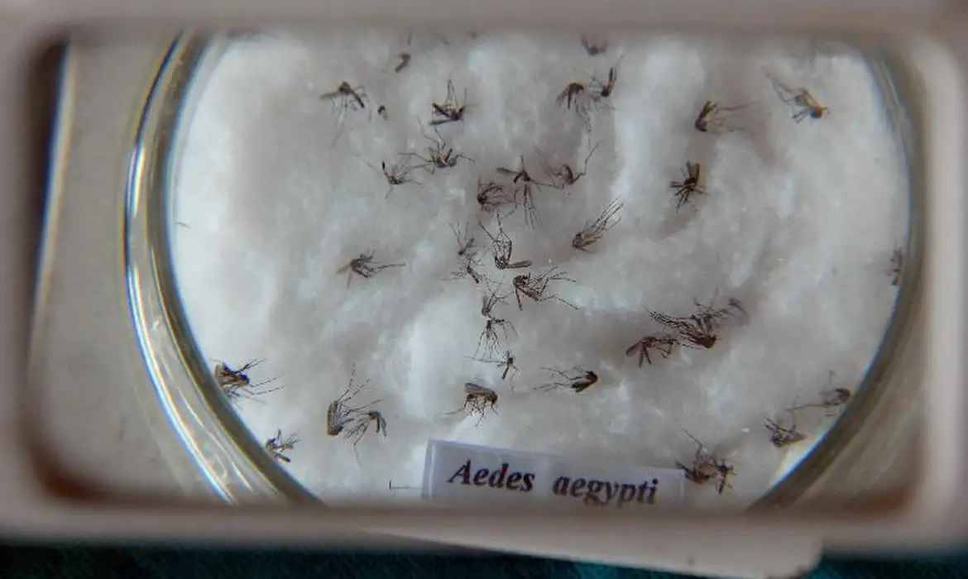 aedes_aegypti-foto-agencia-brasil-arquivo.jpg