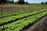 agricultura-24-08-07-mr-20.jpg