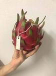 agropecuaria-sustentavel-pitaya-divulgacao.jpg
