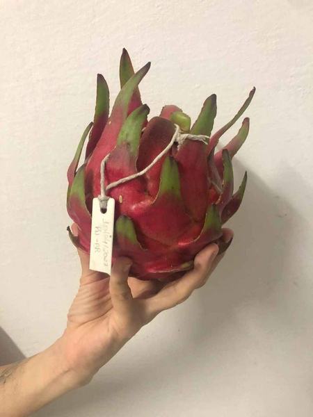 agropecuaria-sustentavel-pitaya-divulgacao.jpg