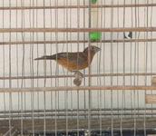 animais-apreendidos-arquivo-da-sudema-1.jpg