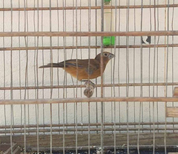 animais-apreendidos-arquivo-da-sudema-1.jpg