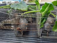 animais-apreendidos-arquivo-da-sudema-4.jpg