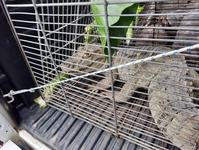 animais-apreendidos-arquivo-da-sudema-5.jpg