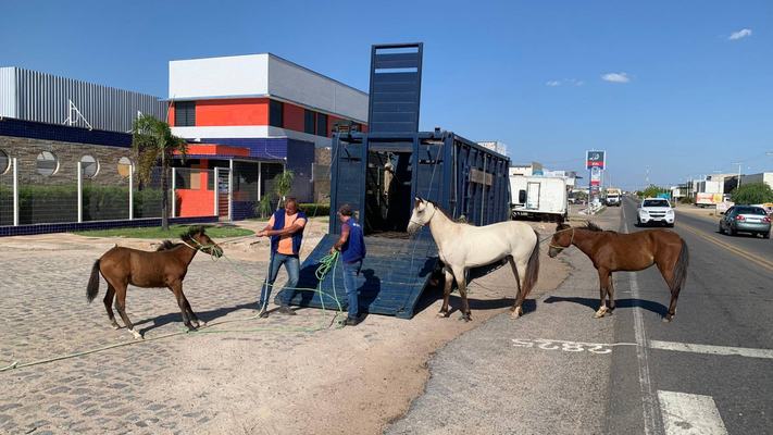 Animais na pista causam acidentes