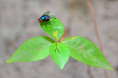 animais_insetos_mosca-c-roberto-guedes-15.jpg
