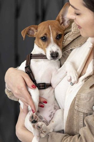 animal-de-estimacao-freepik.jpg