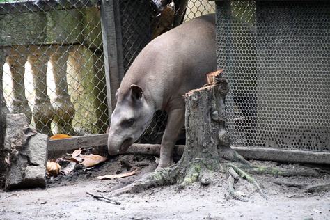 anta-parque-zoobotanico-arruda-camara_f.jpg