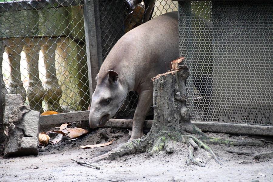 anta-parque-zoobotanico-arruda-camara_f.jpg