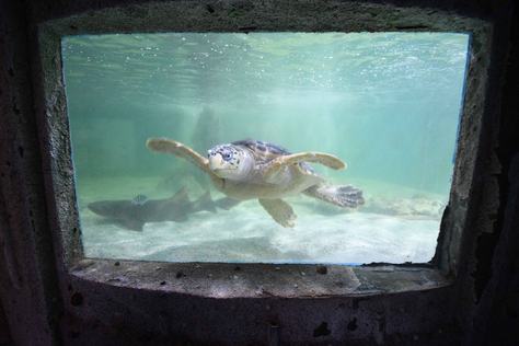 aquario-paraiba-c-carlos-rodrigo-15.jpg
