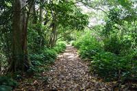 arborizacao-de-joao-pessoa_f-evandro-4.jpg