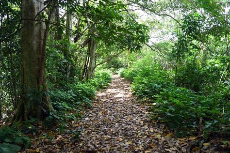 arborizacao-de-joao-pessoa_f-evandro-4.jpg