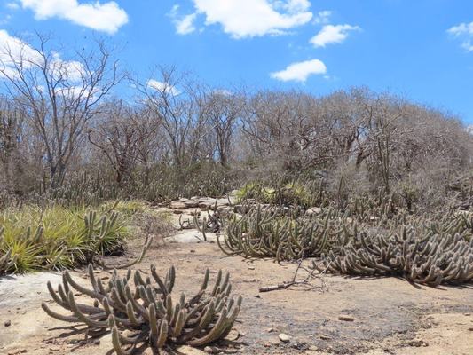 Meta é combater a desertificação
