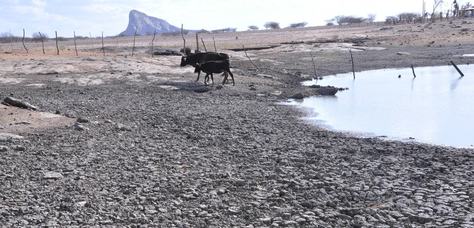 as-vaca-desiste-de-tomar-agua-lamacenta-ortilo0-16.jpg