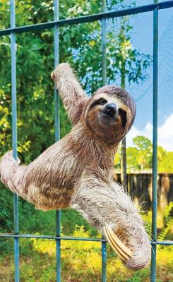 Animal busca por sossego na cidade