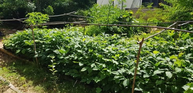 Apenados de Patos participam de projeto de reflorestamento cultivando mudas de espécies nativas da caatinga
