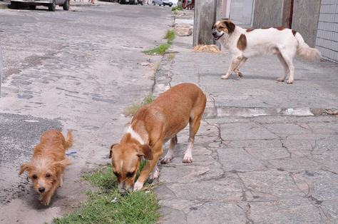 cachorros-c-ortilo-antonio_arquivo-a-uniao.jpg